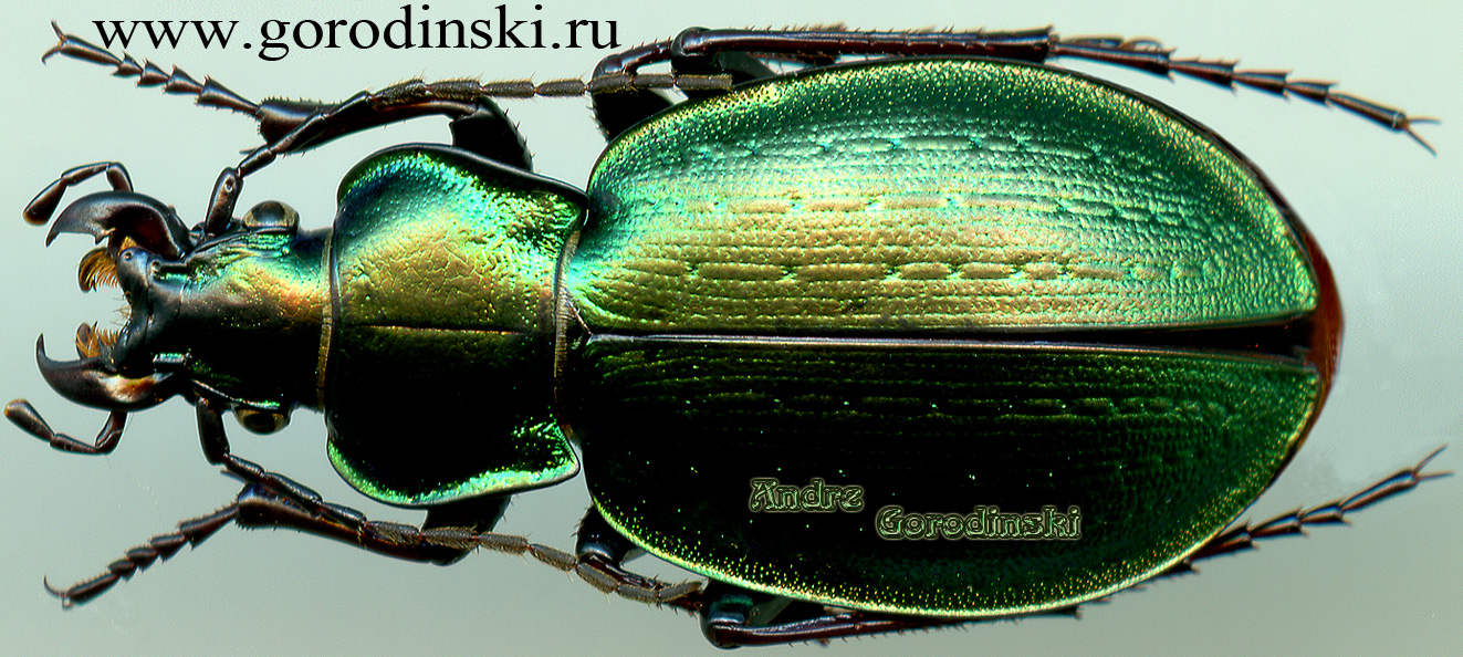 http://www.gorodinski.ru/carabus/Acrocarabus guerini.jpg